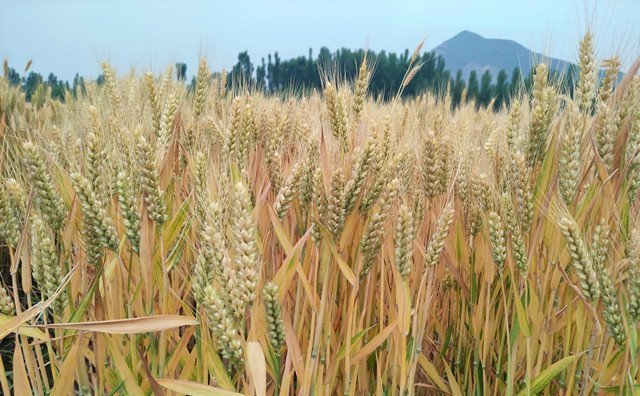 上海市出臺秸稈補貼新舉措，每噸補貼300元